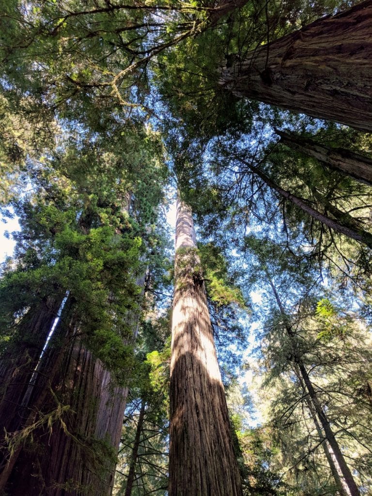 redwoods in california