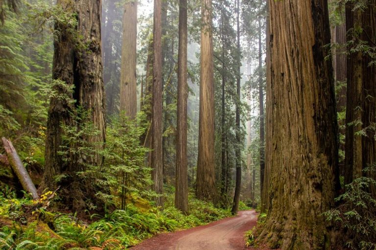 Where to see redwood trees in California