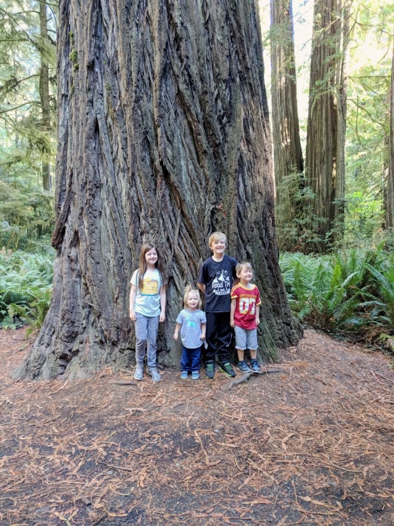kids by giant redwood tree