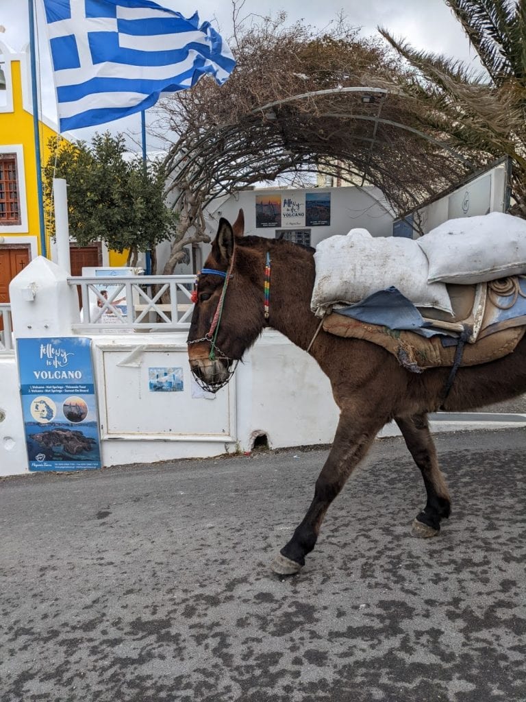 donkey in Oia