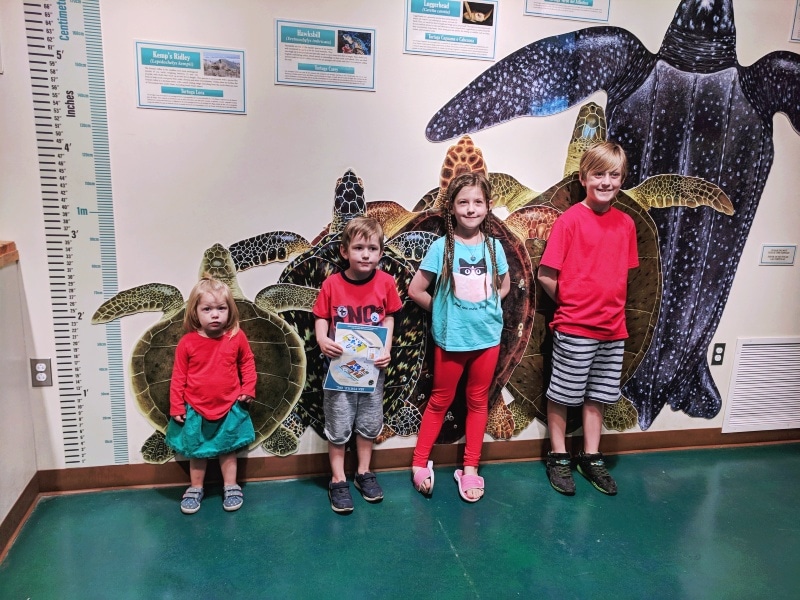 Kids at Sea Turtle Inc