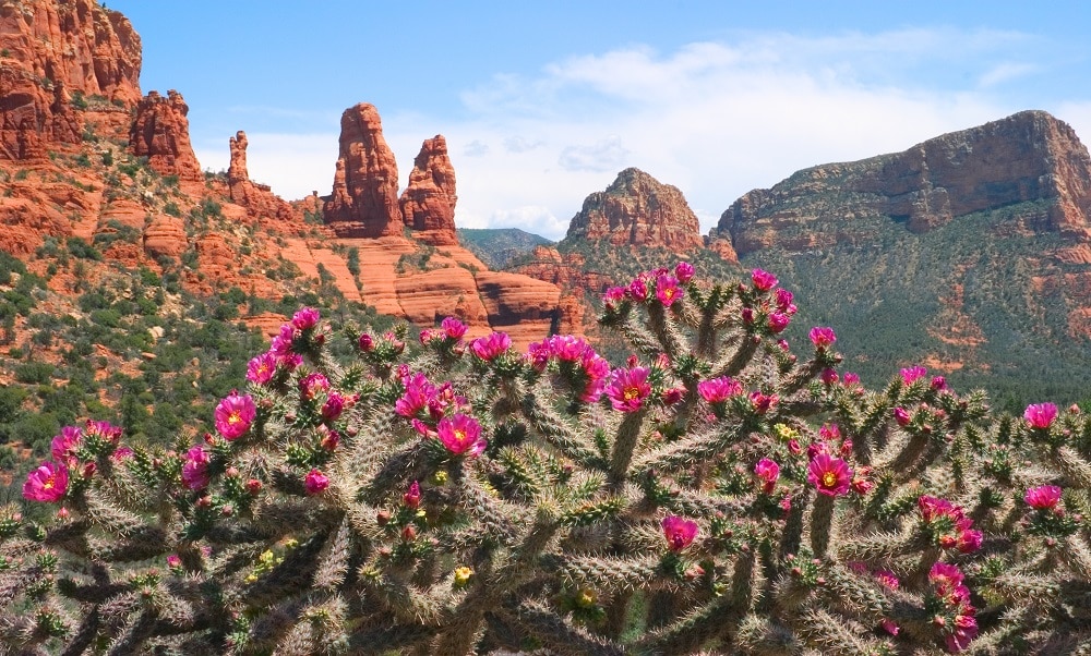Sedona Landscape and Cactus with Flowers